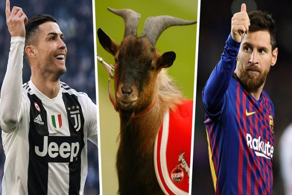 Goat là gì